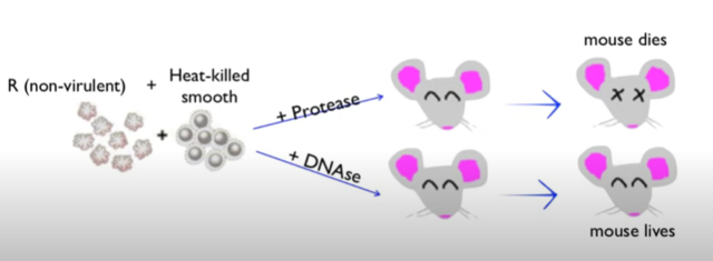 Mechanism of transformation