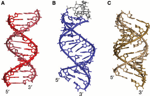 Correct double helix