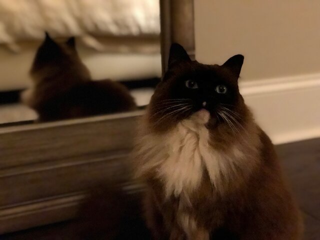 Recibí mi gato, Jewel