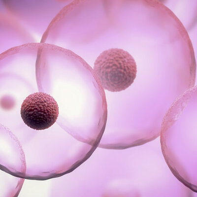 Timeline: Cell discovery