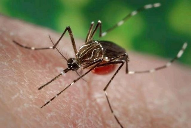 El mosquito zombi que inhibe al virus del dengue