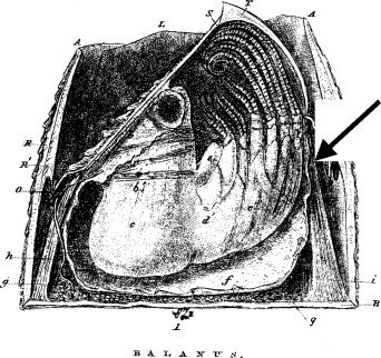 Charles Darwin, 1809-1882 – Royal Medal for work on Stalked Barnacles