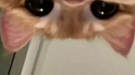 Timeline: Línea del tiempo