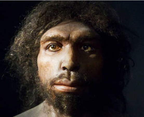 Homo Antecessor y Heidelbergensis