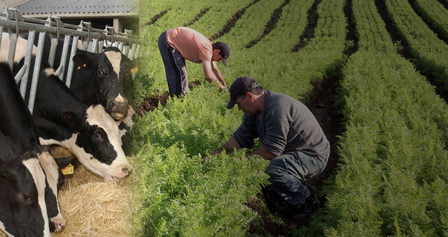Invención de la ganadería y la agricultura.