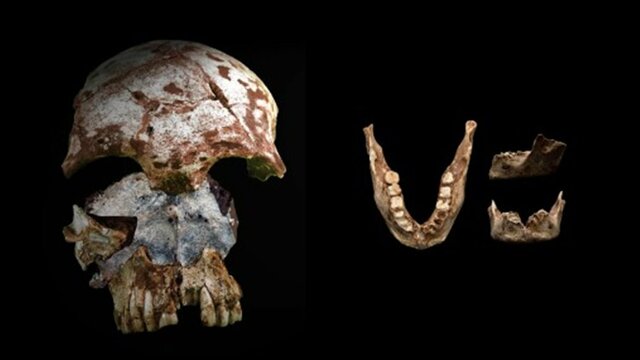 Premiers Homo sapiens (vers -300 000)