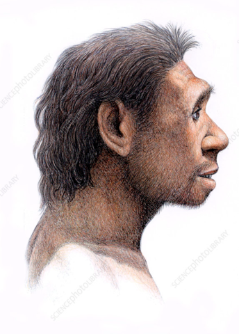 Homo Antecessor