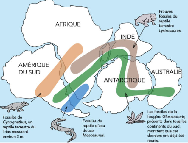 Dérive des continent(250 millions)