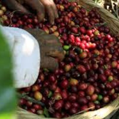 Timeline: Estado liberal oligárquico y cafetalero.