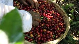 Timeline: Estado liberal oligárquico y cafetalero.