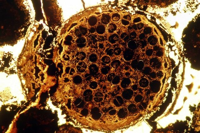 Mitmerakuliste organismide teke