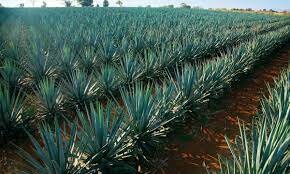 Inicio de la producción del Tequila