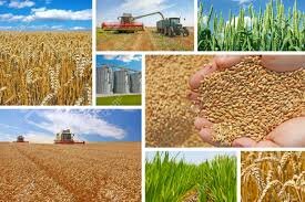 Producción de trigo