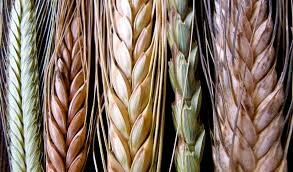 Variedad de trigo