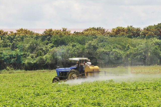 Uso de los transgénicos