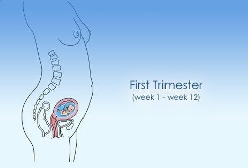 First Trimester