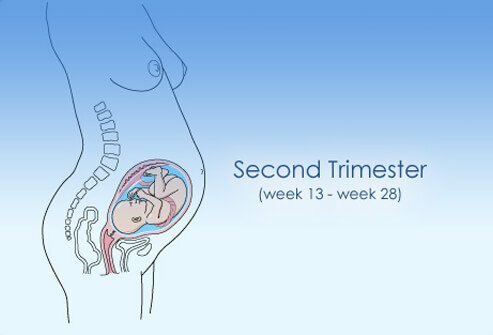 Second Trimester