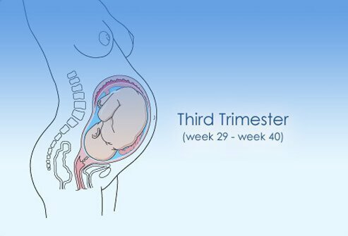 Third Trimester