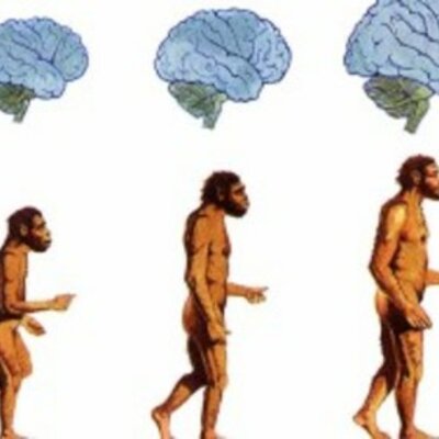 Timeline: De animales a dioses