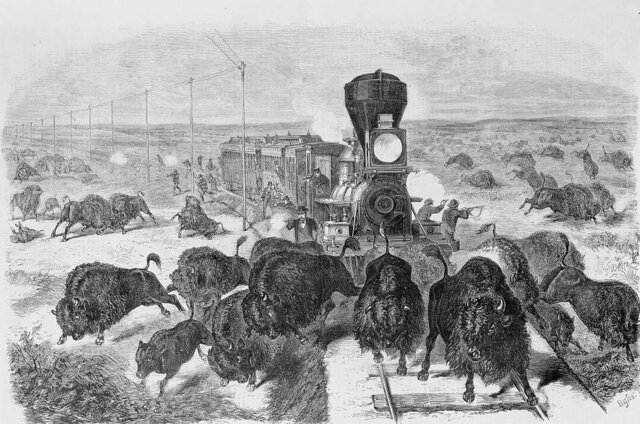 The Extermination of buffalos
