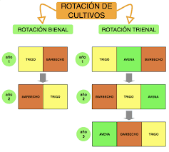 rotacion trienal