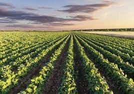 Rotacion Trienal En Agricultura