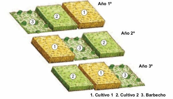 Rotacion trienal en agricultura