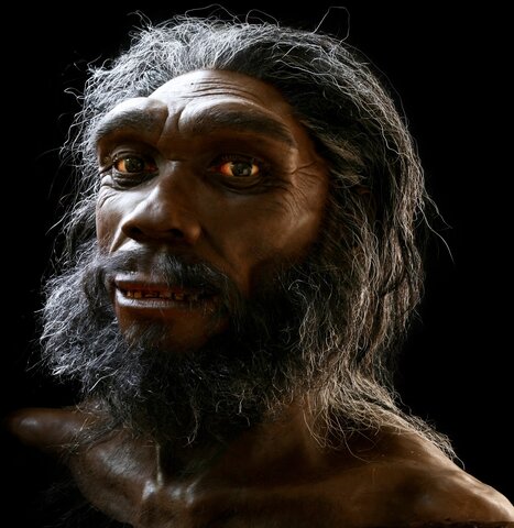 Homo Heidelbergensis