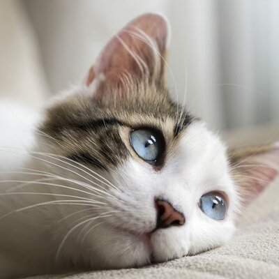 Timeline: Cat Timeline