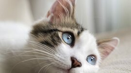 Timeline: Cat Timeline