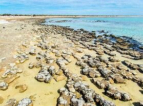 Stromatoliitide teke