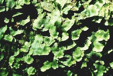 Esimesed maismaataimed