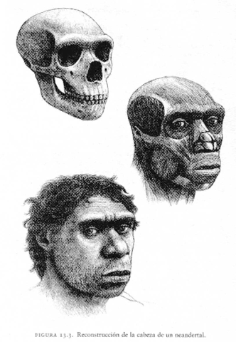 Homo neandertal