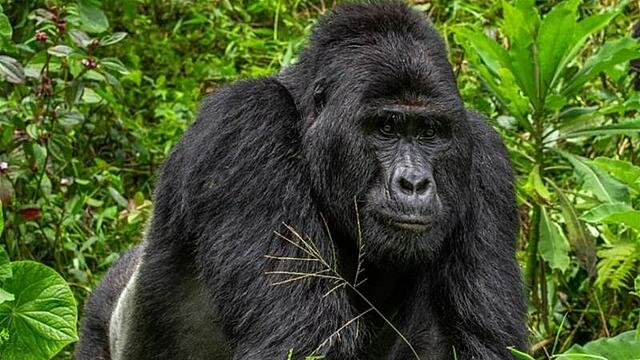 Gorillade teke