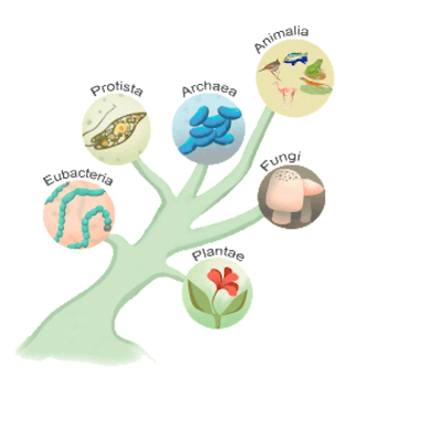 Timeline: Árboles Filogenéticos a lo largo de la historia.