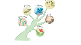 Timeline: Árboles Filogenéticos a lo largo de la historia.