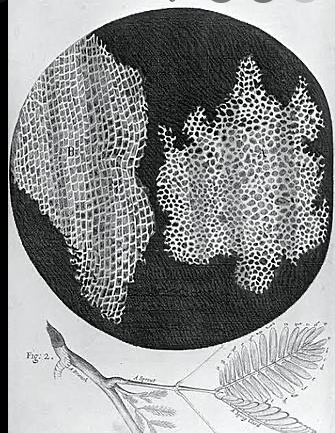 Francesco Stelluti y Federico Cesi