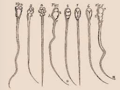 Anton Van Leeuwenhoek