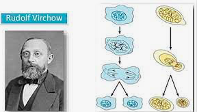 Rudolph Virchow y August Weismann