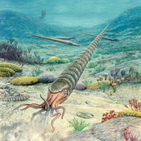 Ordoviitsium