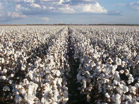 Cotton crops expansion