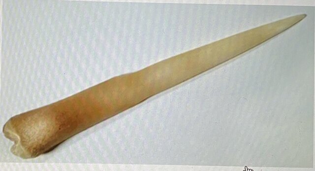 premier arrivant en Amérique