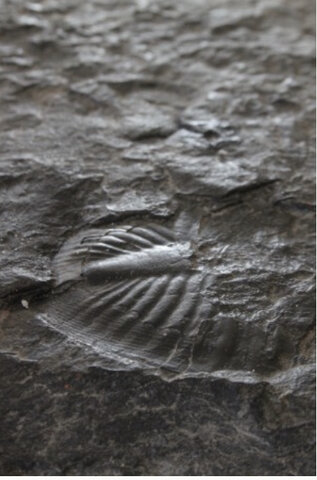 formation du fleuve st-laurent