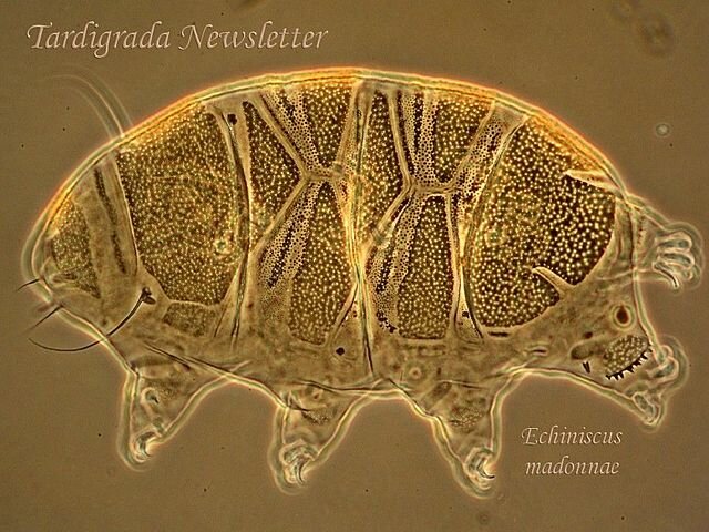 Esimesed mere selgrootud