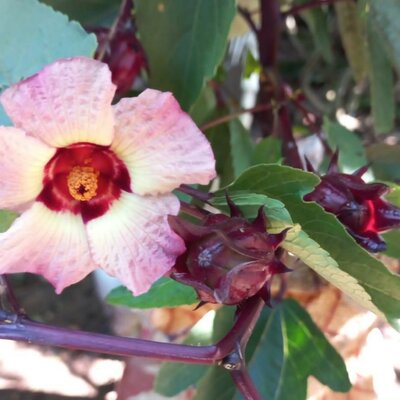 Timeline: Linea del tiempo flor de jamaica