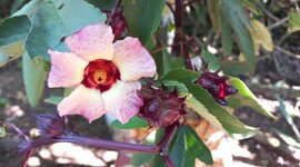 Timeline: Linea del tiempo flor de jamaica