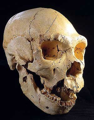 Homo antecessor (800000 a.C.)