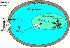 13:00 PM - Aparición de la fotosíntesis oxigenada