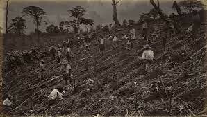 El Estado liberal, oligárquico y cafetalero (a partir de 1871)