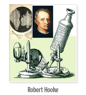 Descripción de celdas en el corcho